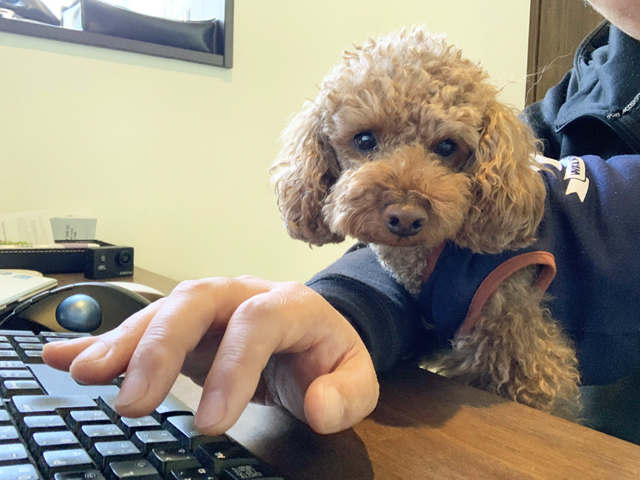 愛犬のりんた氏